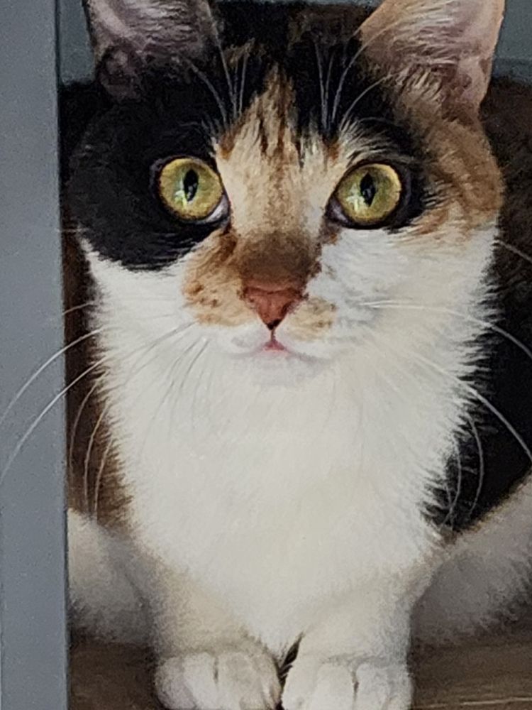 ̹