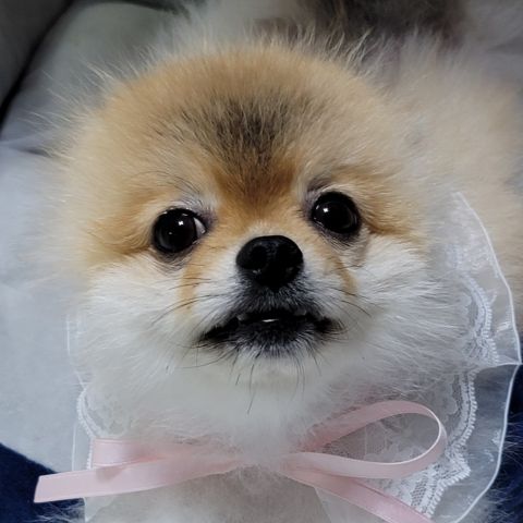 ̹