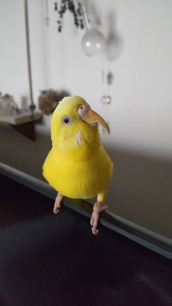̹
